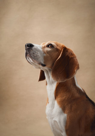 Beagle with calm expression on beige backgroundの写真素材