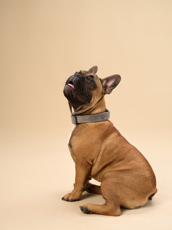French Bulldog sitting looking up indoors on beige backgroundの写真素材