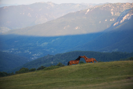 Two horses standing on a hillsideの写真素材