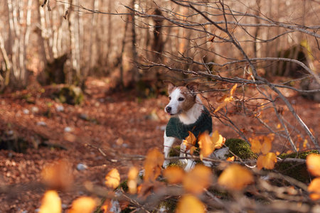 Jack Russell Terrier in sweater behind yellow autumn branchesの写真素材