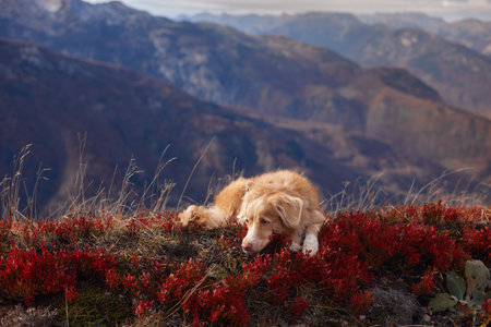 Nova Scotia Duck Tolling Retriever lying among red autumn leavesの写真素材