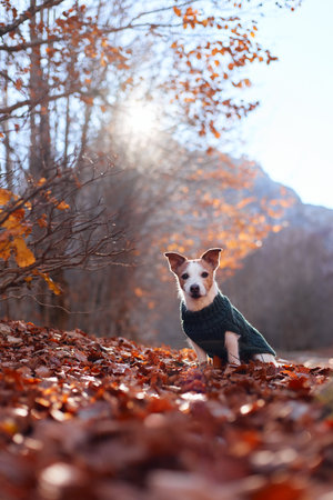 Jack Russell Terrier in sweater lying near tree in autumn lightの写真素材