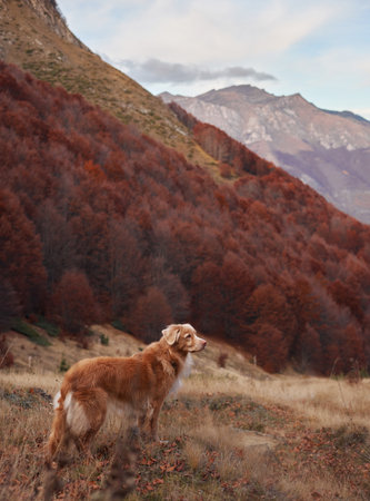 Nova Scotia Duck Tolling Retriever standing on slope near forestの写真素材