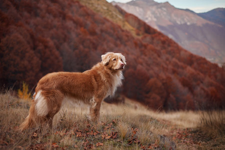 Nova Scotia Duck Tolling Retriever on grassy mountain hillsideの写真素材