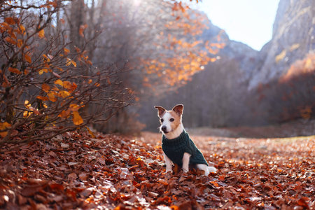 Jack Russell Terrier posing in sweater on forest carpetの写真素材