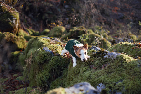 Jack Russell Terrier climbing over mossy boulders in forestの写真素材