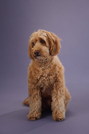Dog sitting calmly on purple background