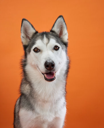 Happy Siberian Husky on orange backdropの写真素材