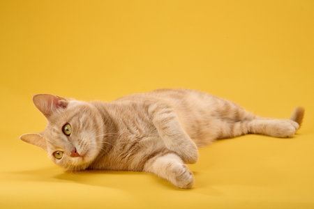 Playful ginger cat on yellow sceneの写真素材