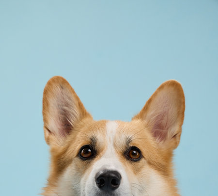 corgi head closeupの写真素材