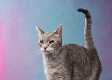 tabby cat glances aside against a pastel blue and pink background.