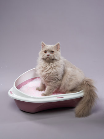 A fluffy long-haired cat sitting gracefully in a litter box filled with pink litterの写真素材