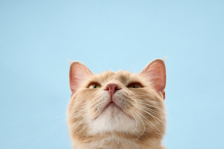 Ginger tabby looking up with chin in foreground