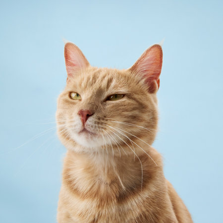 Ginger cat squinting under bright lightの写真素材