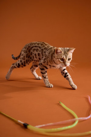 Bengal kitten playing near green toyの写真素材