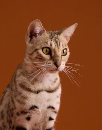 Bengal cat close-up portrait viewの写真素材