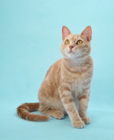 Cat standing upright with confident lookの写真素材