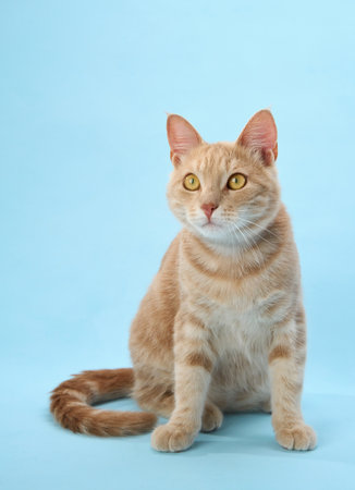 Calm cat sitting with tail curledの写真素材