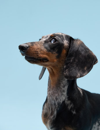 Dachshund in profile with ears alertの写真素材