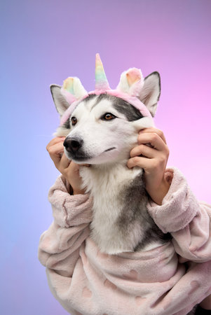 Husky in unicorn costume showing affectionate poseの写真素材