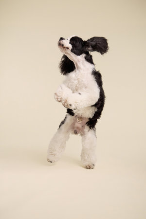 Cocker Spaniel rearing up playfully