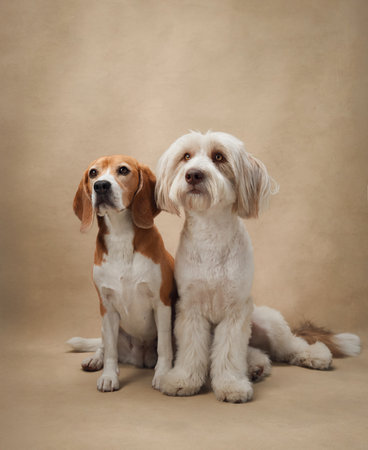 Beagle and white fluffy dog sitting together on beige studio backdrop