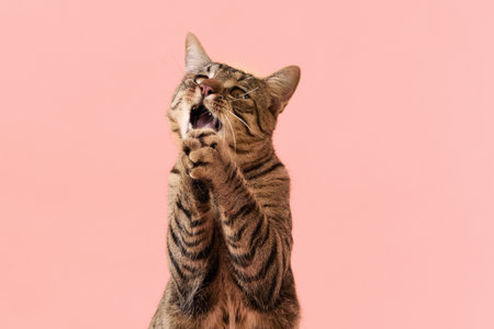 Tabby cat meowing with raised paws in close viewの写真素材