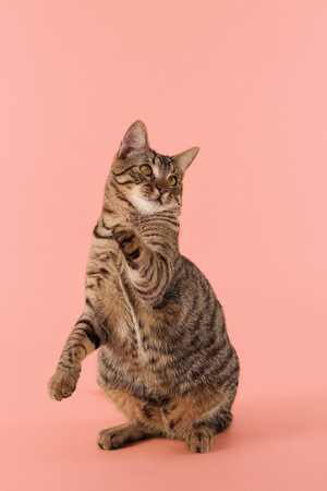 Striped tabby cat sitting on yellow floor looking up