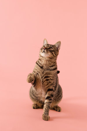 Tabby cat sitting upright and gazing to sideの写真素材