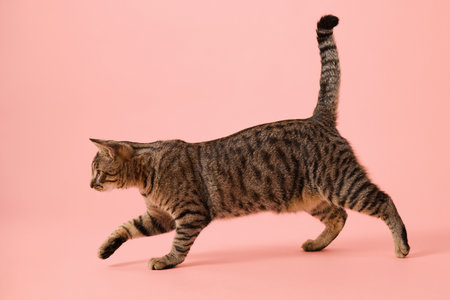 Tabby cat walking forward with tail pointing upward