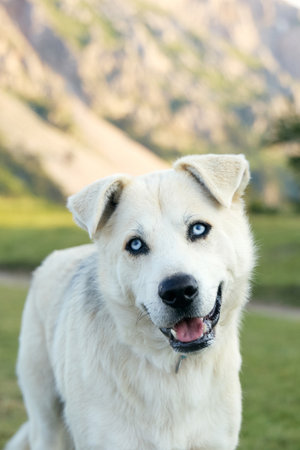 White dog glancing sideways on open grass slope
