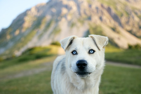Mixed breed dog in mountain valley