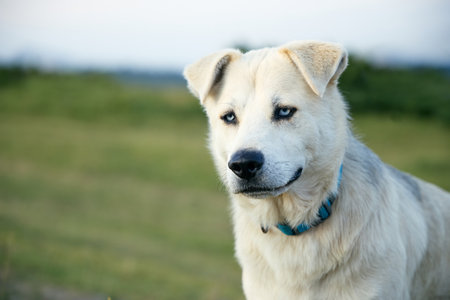 Mixed breed dog looking into distance in open meadowの写真素材