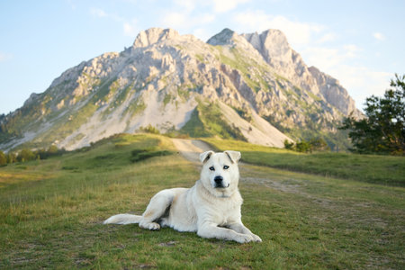 Dog resting on meadow with mountains behind