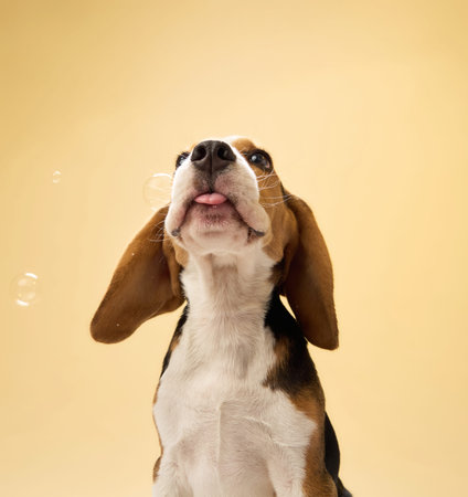 Beagle puppy sniffing upward in yellow bubble sceneの写真素材