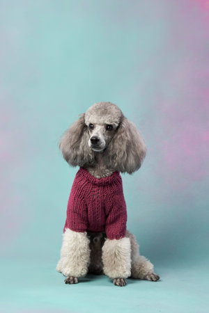 Poodle in sweater sitting on blue-pink gradient backdrop