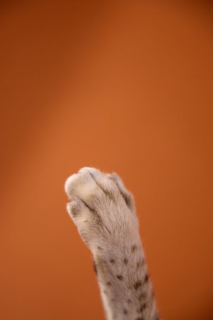Paw of cat raised on solid brown backgroundの写真素材
