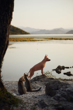 Hairless dog and cat by water
