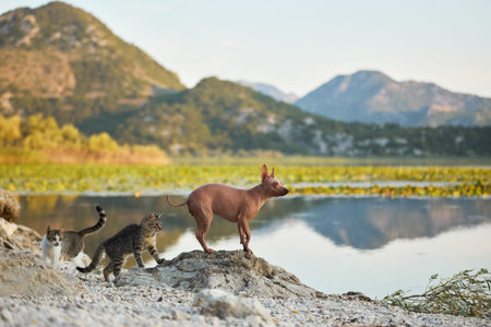 Hairless dog and cat outdoors