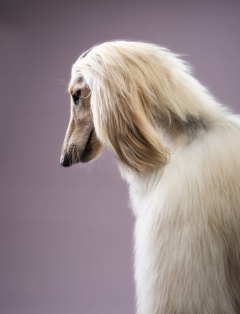 Afghan Hound profile portrait with lowered gaze