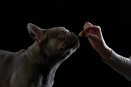 French Bulldog reaching for treat from hand