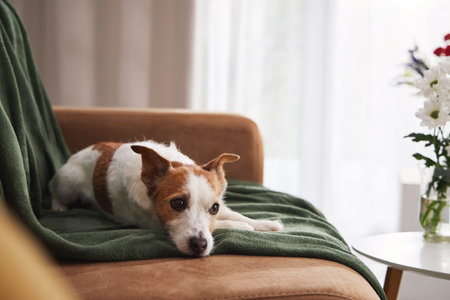 jack russell alert couch
