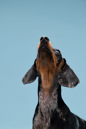 Dachshund looking upward with stretched neck