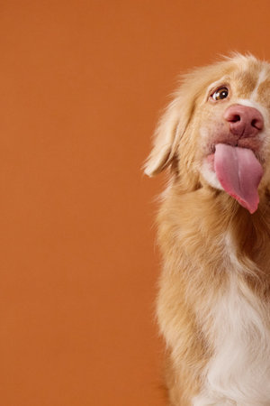 nova scotia duck tolling retriever tongue portrait