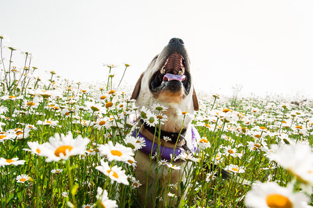 dog of labrador breed laughing in camomilesの写真素材