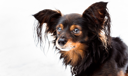 Toy terrier closeup portraitの写真素材