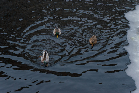 three ducks in winter water with iceの写真素材