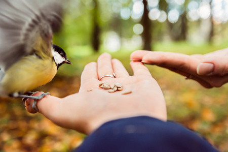 feeding birds in the parkの写真素材