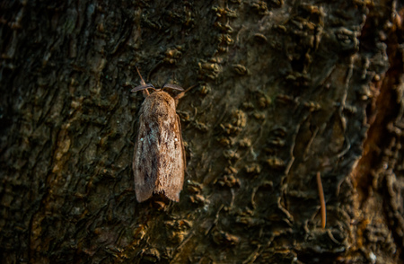 huge moth on the treeの写真素材