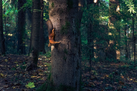 a squirrel running on the tree upside down